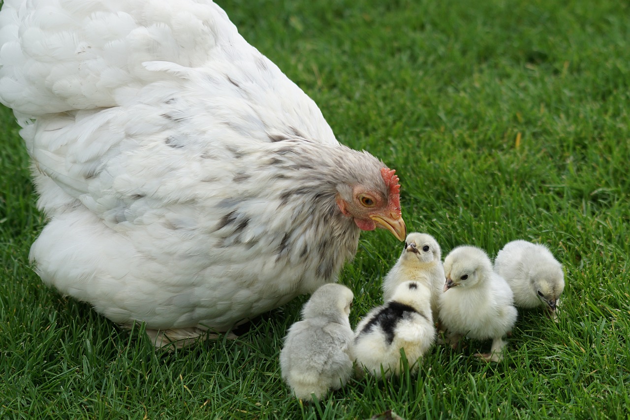 Hen with chicks Mom hen with chicks