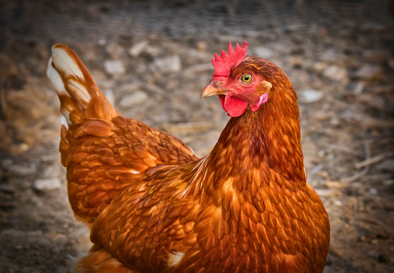 Rhode Island Red Hen