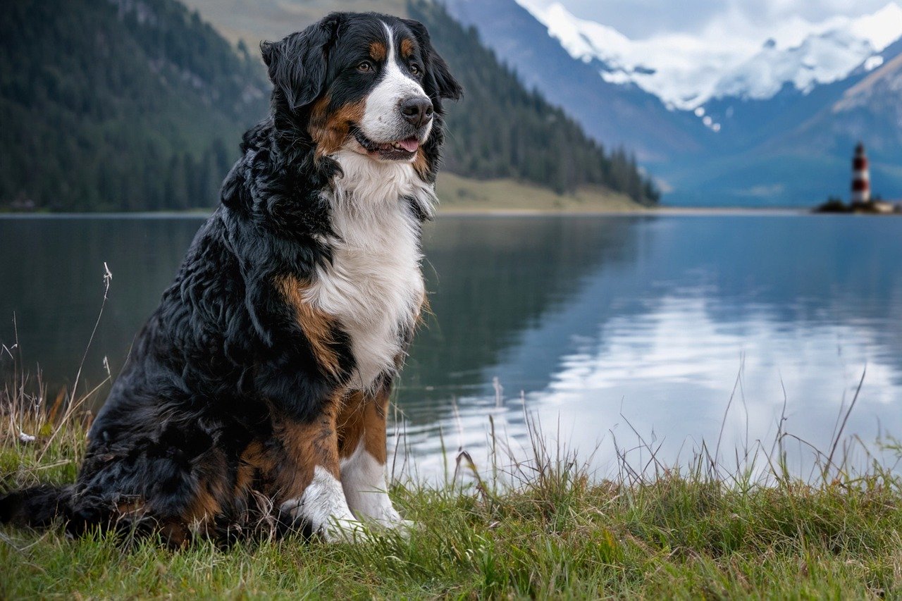 Bernese mountain dog sitting by lake