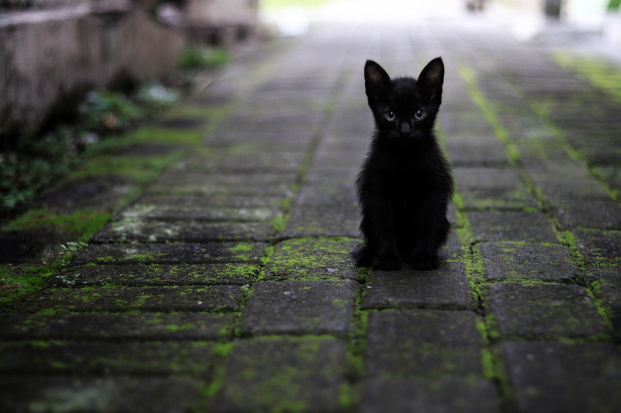 Black kitten in alley