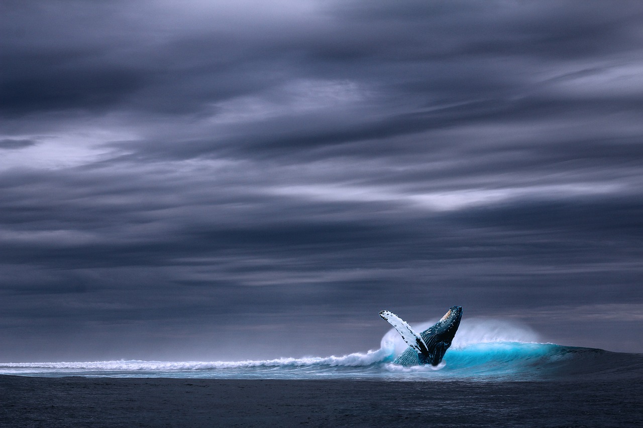 Blue whale breaching