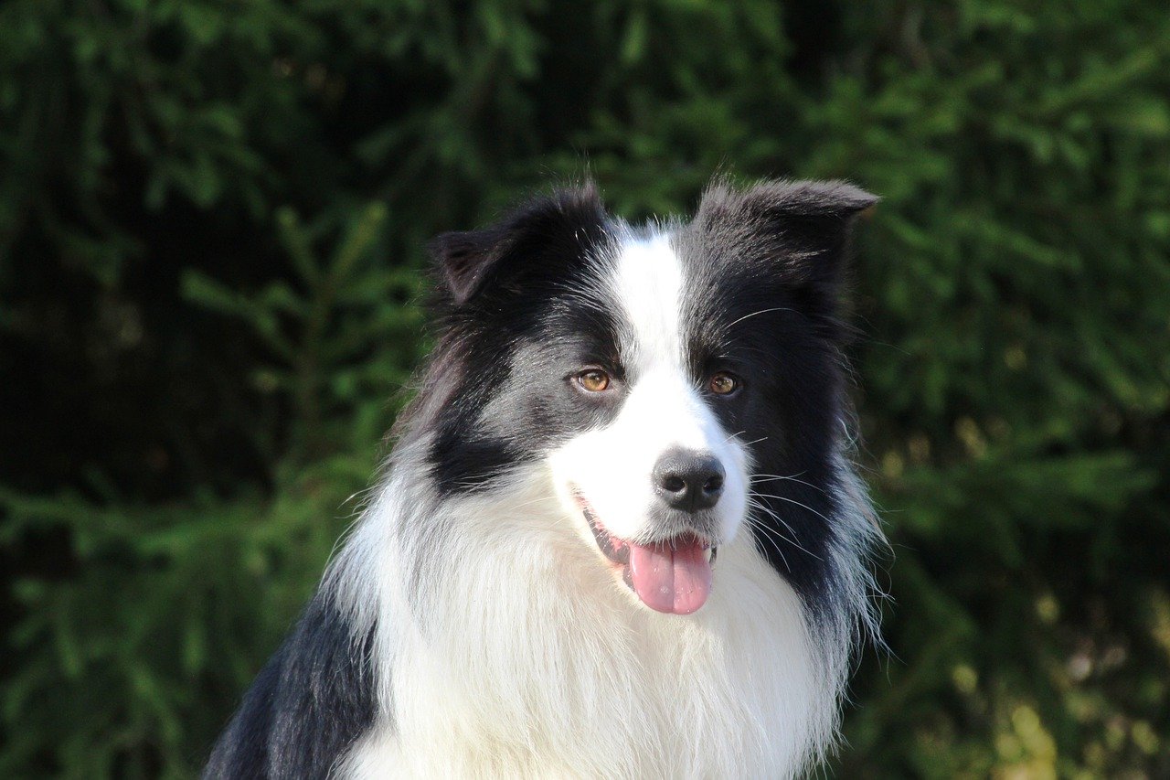 Border collie with a backdrop of trees