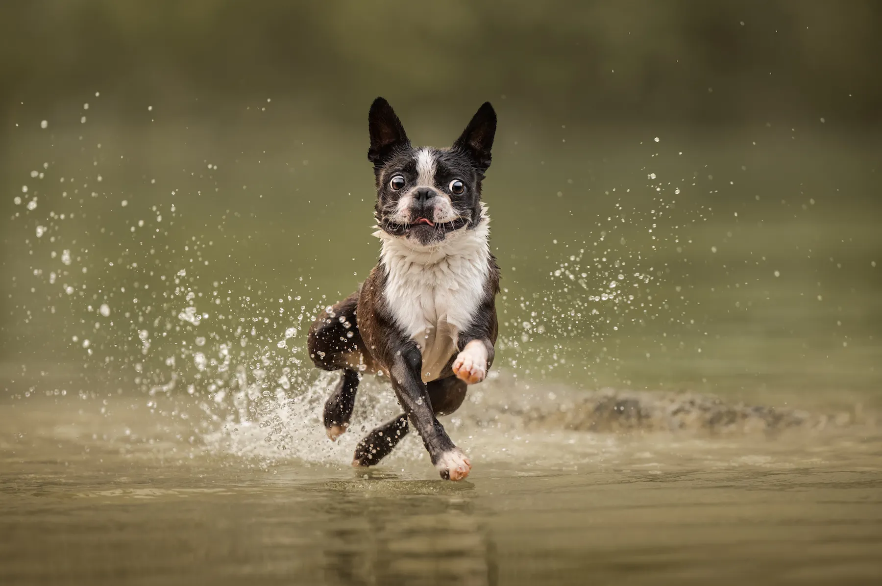 French bulldog running across water