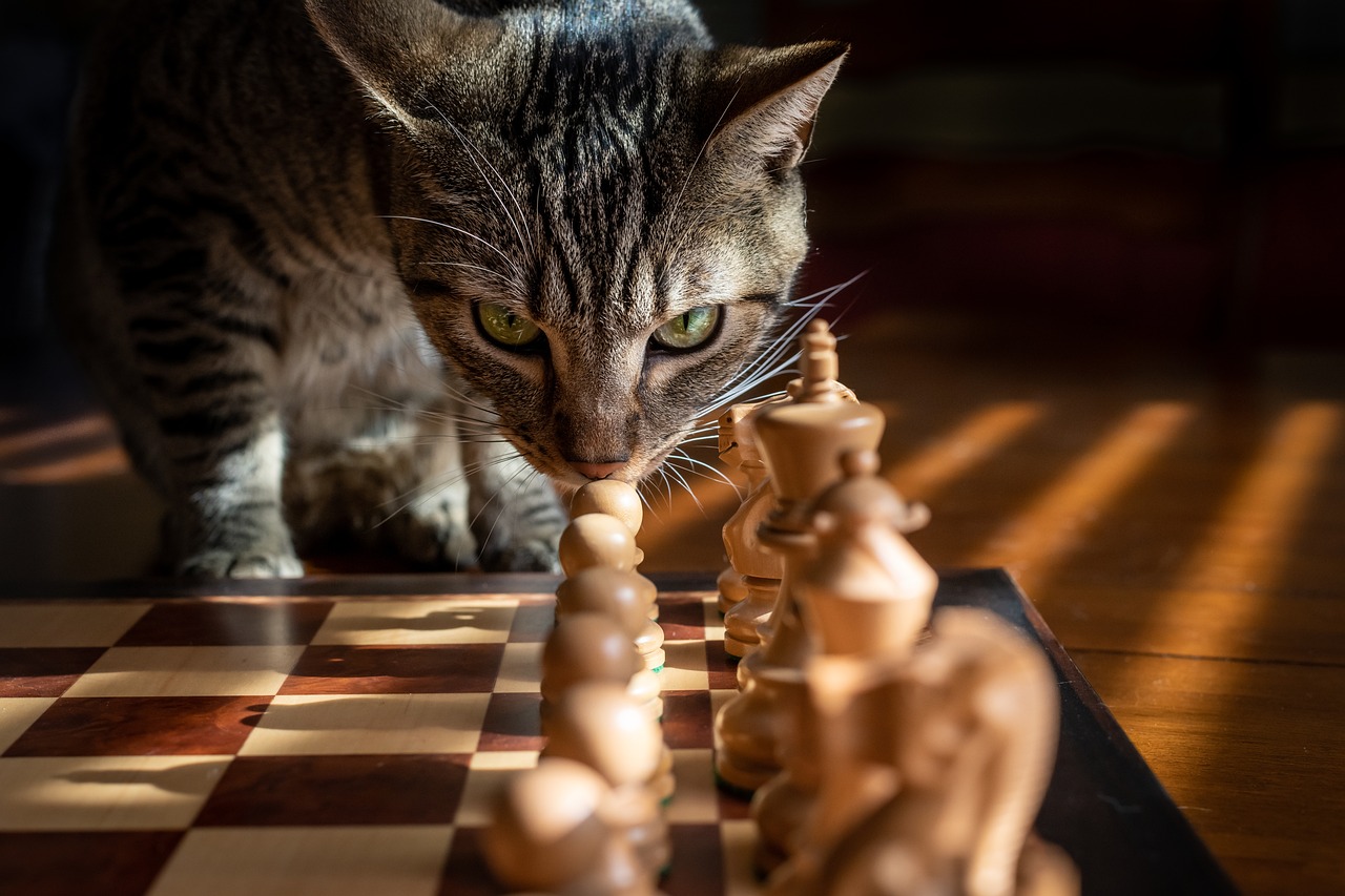 Cat with chess set