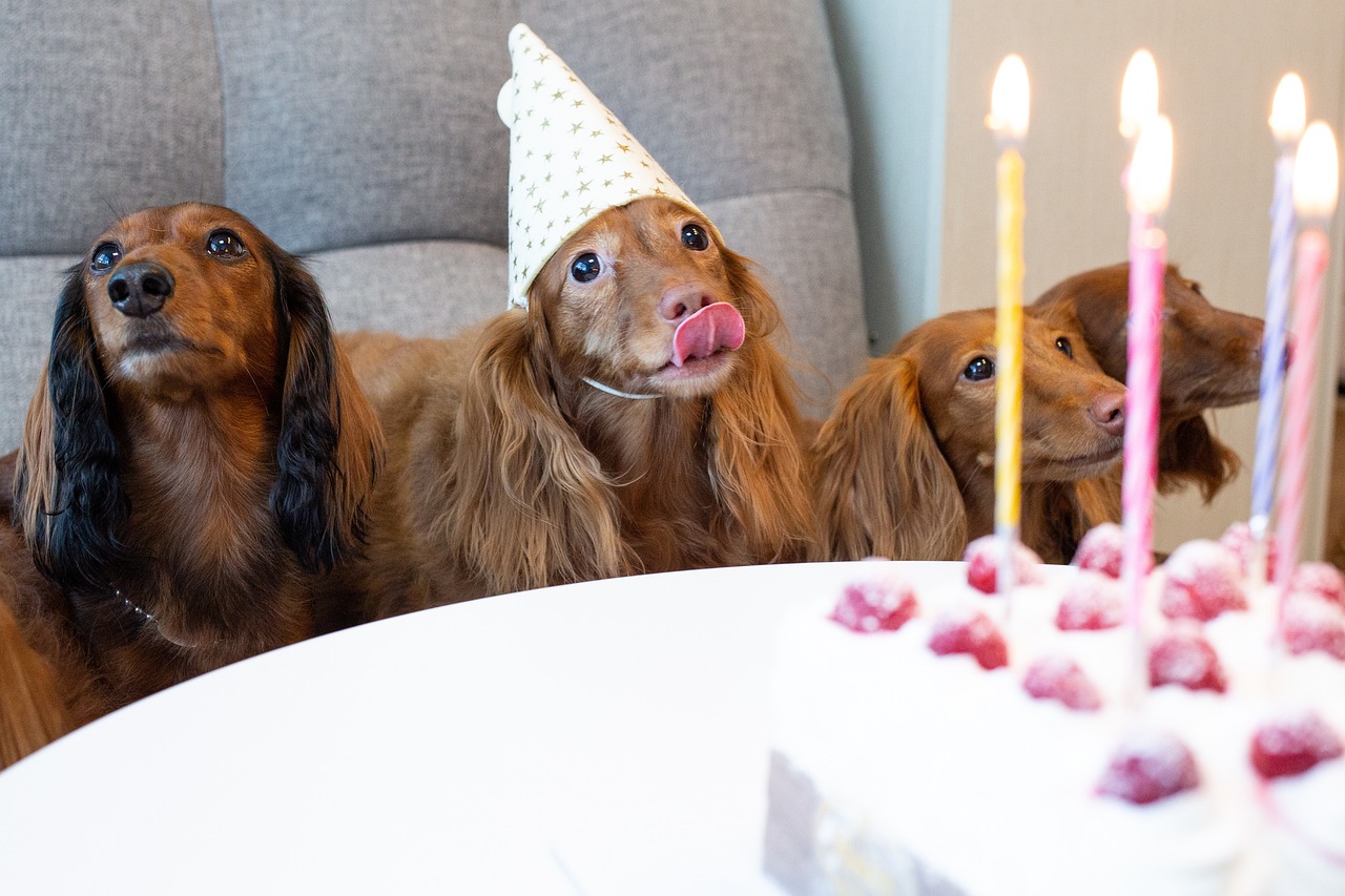 Dachshund dog birthday party