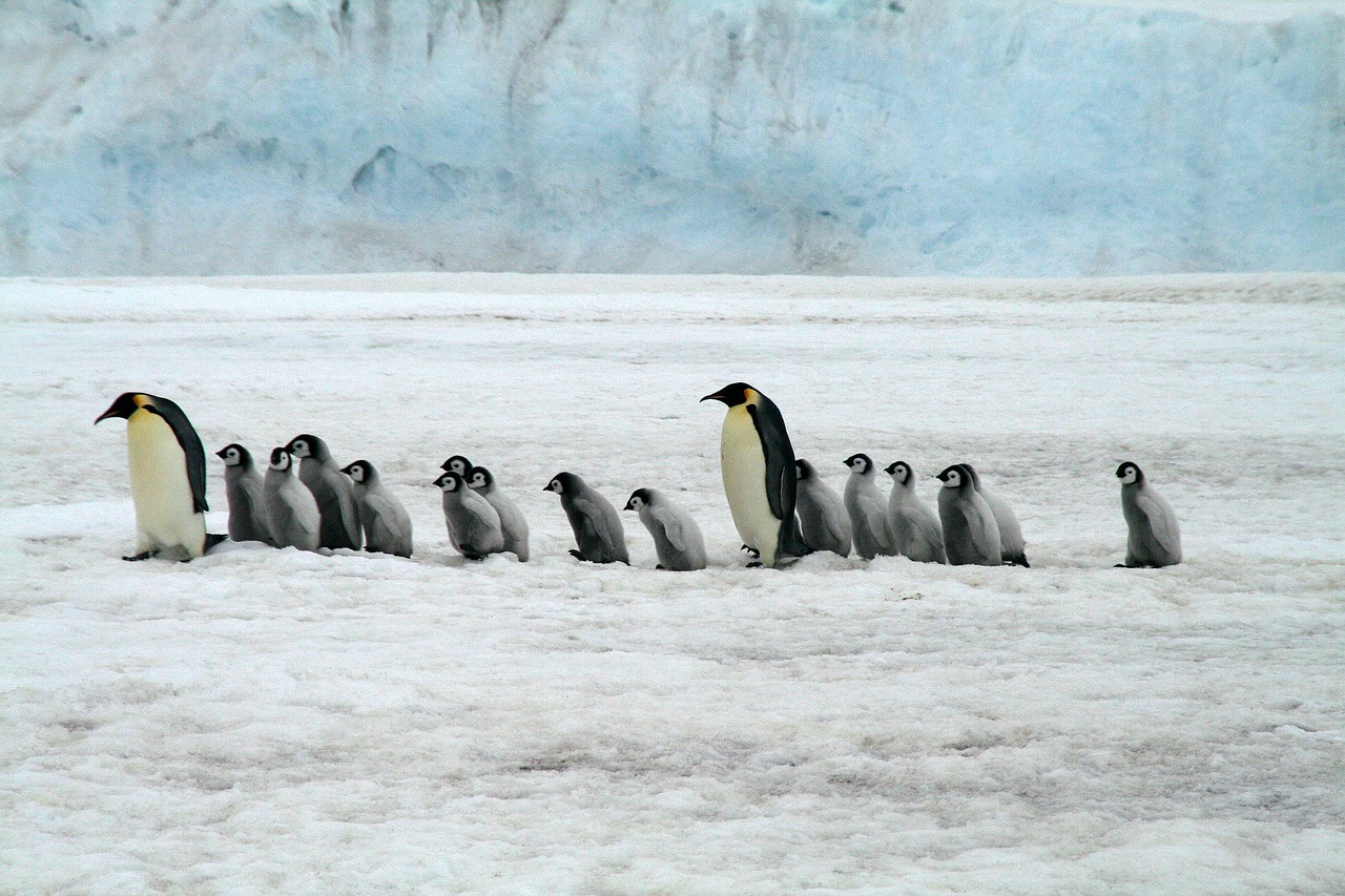 Emperor penguins with chicks