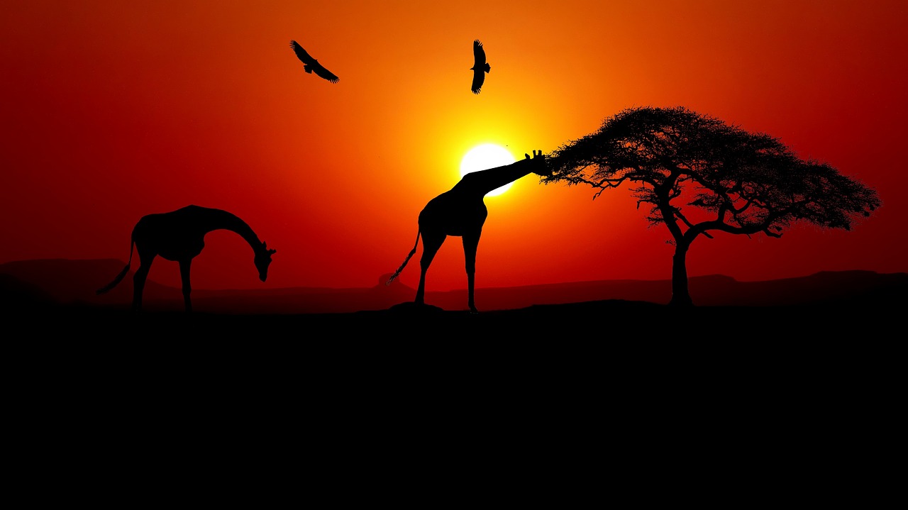 Two giraffes silhouette against a sunset